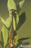 Azuurwaterjuffer (Coenagrion puella)