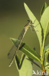 Azuurwaterjuffer (Coenagrion puella)