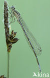 Azuurwaterjuffer (Coenagrion puella)