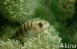 river perch (Perca fluviatilis)