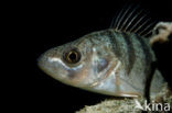 river perch (Perca fluviatilis)