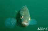 river perch (Perca fluviatilis)