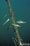 river perch (Perca fluviatilis)