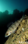 river perch (Perca fluviatilis)