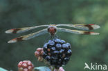 Bandheidelibel (Sympetrum pedemontanum) 