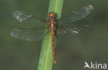 Keeled Skimmer (Orthetrum coerulescens)