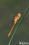 Beekoeverlibel (Orthetrum coerulescens) 