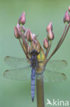 Keeled Skimmer (Orthetrum coerulescens)