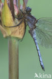 Beekoeverlibel (Orthetrum coerulescens) 