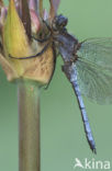 Keeled Skimmer (Orthetrum coerulescens)