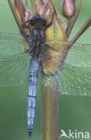 Beekoeverlibel (Orthetrum coerulescens) 