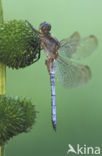 Beekoeverlibel (Orthetrum coerulescens) 