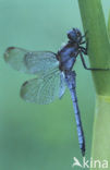 Beekoeverlibel (Orthetrum coerulescens) 