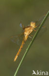 Keeled Skimmer (Orthetrum coerulescens)