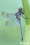 Keeled Skimmer (Orthetrum coerulescens)