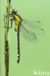 Club-tailed Dragonfly (Gomphus vulgatissimus)