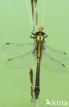 Club-tailed Dragonfly (Gomphus vulgatissimus)