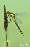 Club-tailed Dragonfly (Gomphus vulgatissimus)