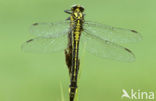 Club-tailed Dragonfly (Gomphus vulgatissimus)