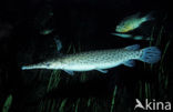 Spotted Gar (Lepisosteus oculatus)