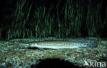 Spotted Gar (Lepisosteus oculatus)