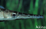 Spotted Gar (Lepisosteus oculatus)