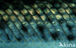 Spotted Gar (Lepisosteus oculatus)
