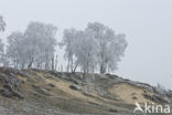 Birch (Betula)