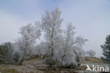Birch (Betula)