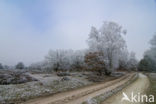 Birch (Betula)