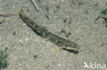 Bermpje (Barbatula barbatula