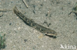 Stone Loach (Barbatula barbatula