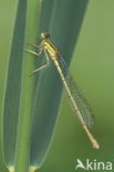 Blauwe breedscheenjuffer (Platycnemis pennipes)