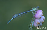 Blauwe breedscheenjuffer (Platycnemis pennipes)