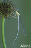 Blauwe breedscheenjuffer (Platycnemis pennipes)