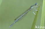 Blauwe breedscheenjuffer (Platycnemis pennipes)