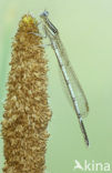 White-legged Damselfly (Platycnemis pennipes)