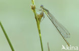 Blauwe breedscheenjuffer (Platycnemis pennipes)