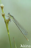 Blauwe breedscheenjuffer (Platycnemis pennipes)