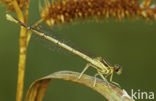 Blauwe breedscheenjuffer (Platycnemis pennipes)