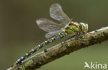 Blauwe glazenmaker (Aeshna cyanea)