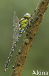 Blauwe glazenmaker (Aeshna cyanea)