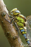 Blauwe glazenmaker (Aeshna cyanea)