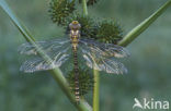 Blauwe glazenmaker (Aeshna cyanea)