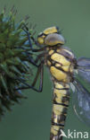 Blauwe glazenmaker (Aeshna cyanea)