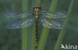 Blauwe glazenmaker (Aeshna cyanea)