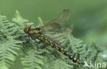 Blauwe glazenmaker (Aeshna cyanea)