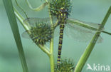 Blauwe glazenmaker (Aeshna cyanea)