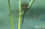 Blauwe glazenmaker (Aeshna cyanea)