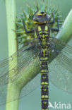 Blauwe glazenmaker (Aeshna cyanea)